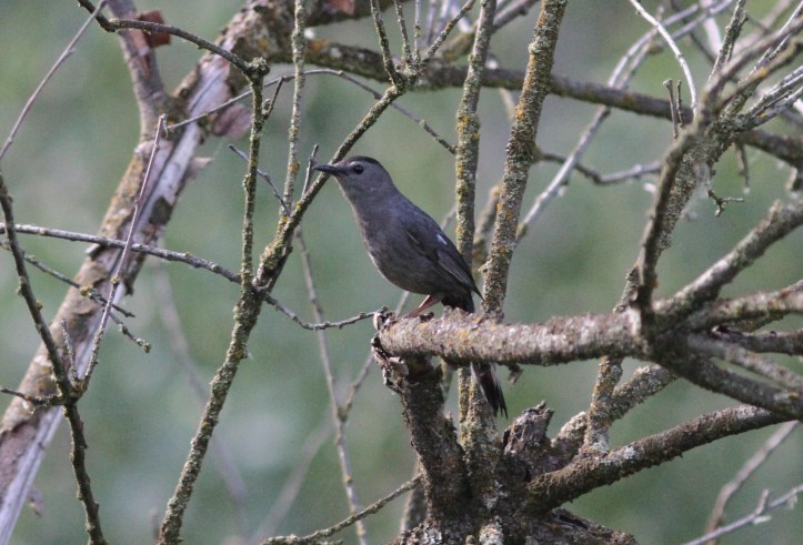 Gray Catbird j4gg