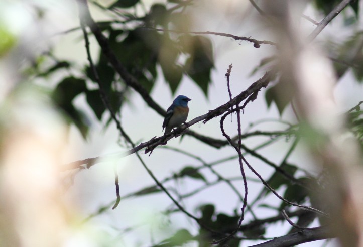 Lazuli Bunting ghhj3g