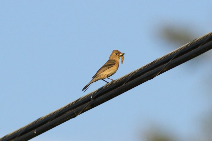 Lazuli Bunting gjhreee