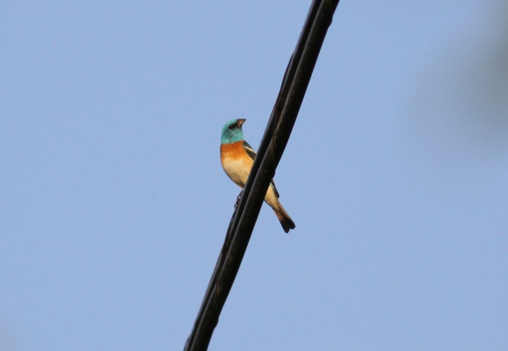 Lazuli Bunting jggj3