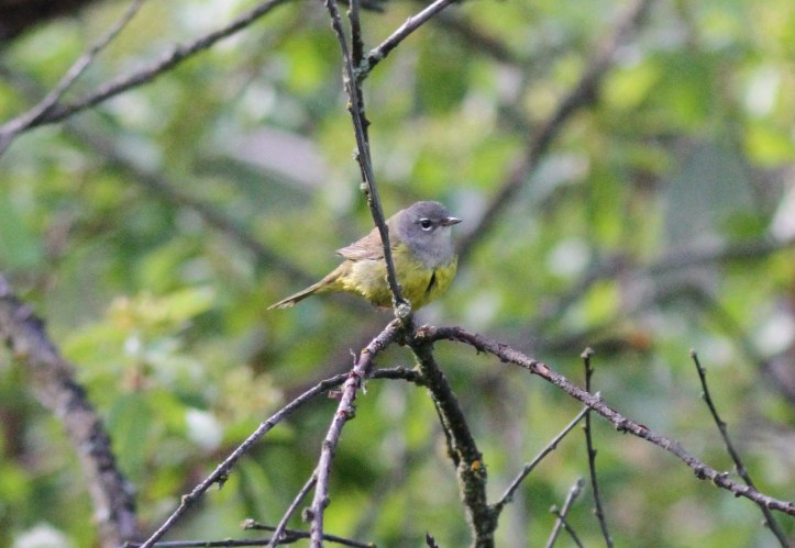 MacGillivray's Warbler khkgg