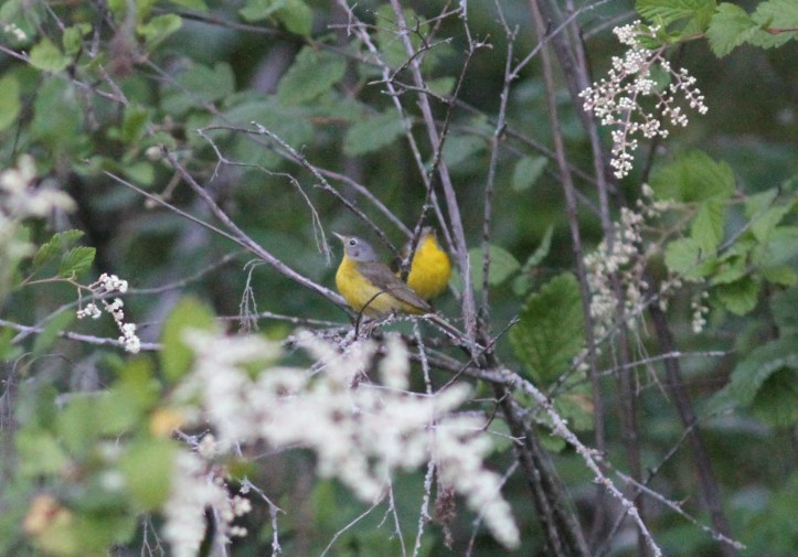 Nashville Warbler hbjjh3