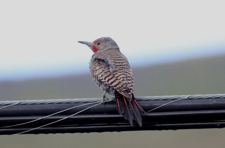 Northern Flicker hjj3f