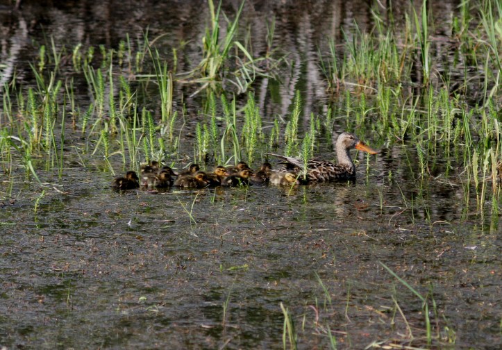 Northern Shoveler hhj3kjtg
