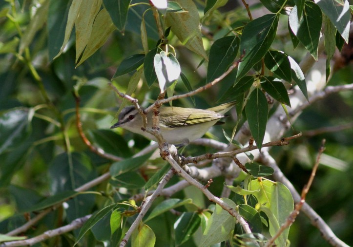 Red-eyed Vireo 3khjh3g