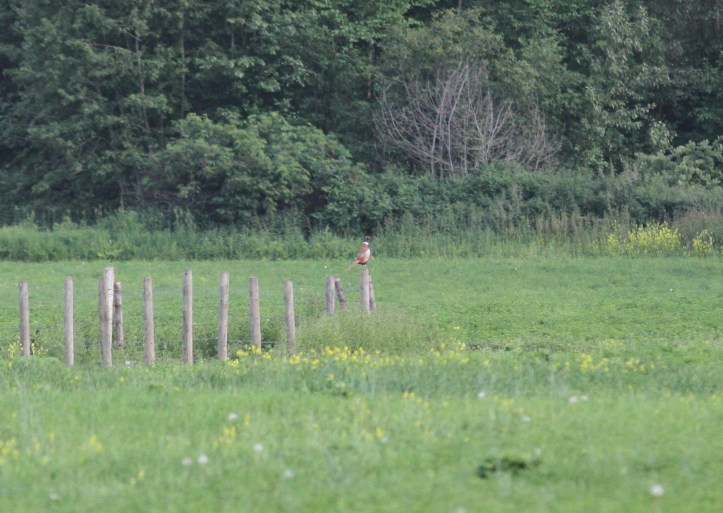 Ring-necked Pheasant 3jg