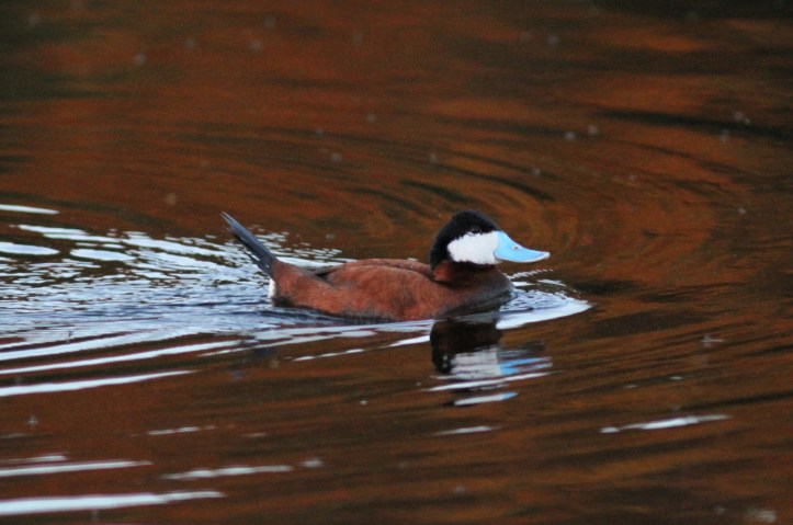 Ruddy Duck vjgj3f