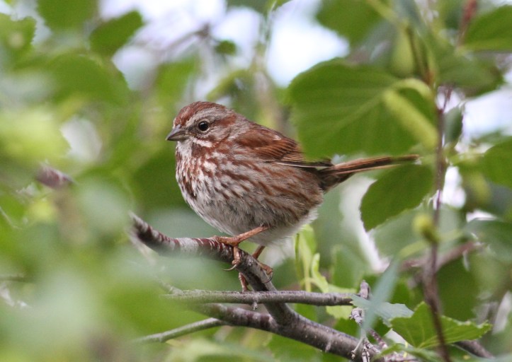 Song Sparrow hk3fg