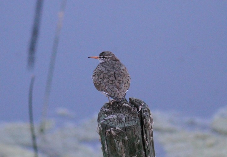 Spotted sandpiper hhkf