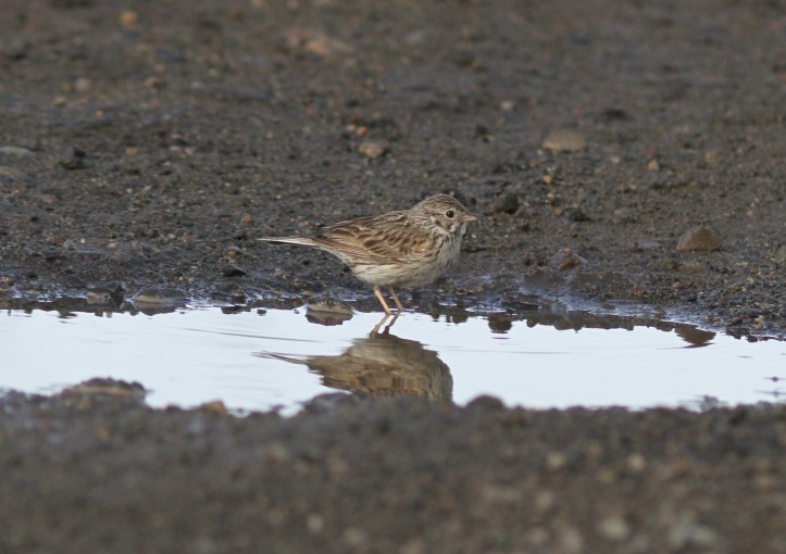 Vesper Sparrow hjj3gg