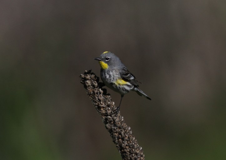 Yellow-rumped Warbler hh4