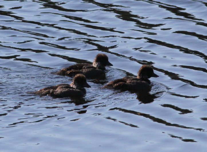 Barrow's Goldeneye jgj3gg