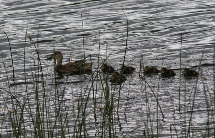 Blue-winged Teal bhjh3f