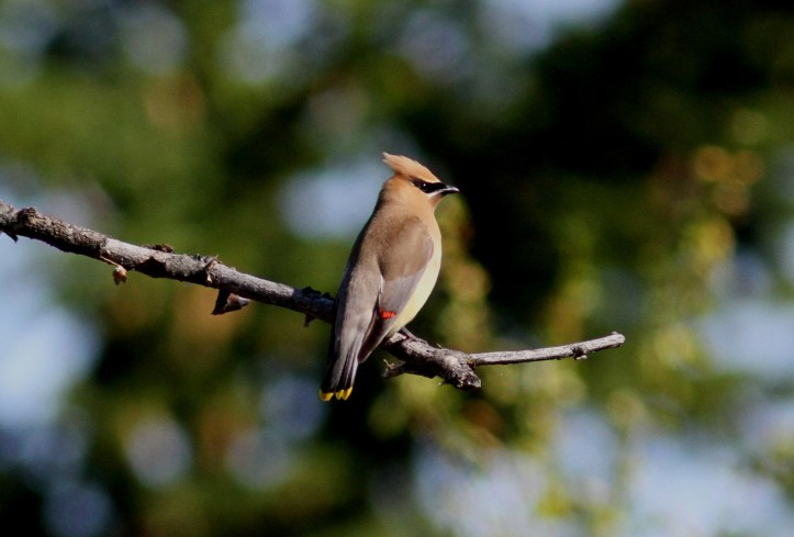 Cedar Waxwing hghhre