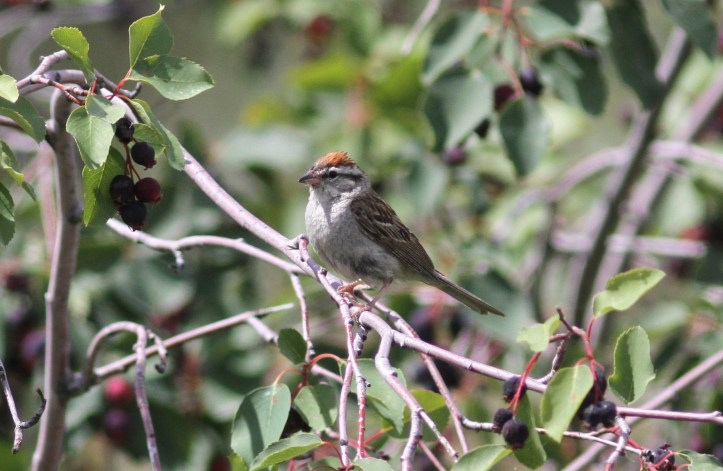 Chipping Sparrow kkfg