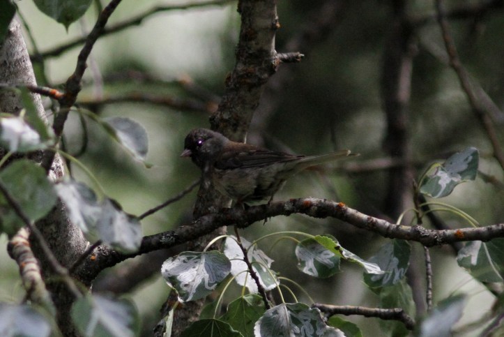 Dark-eyed Junco hhkhbffd