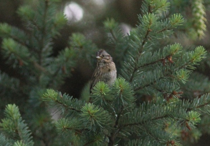 Lincoln's Sparrow bhghfd