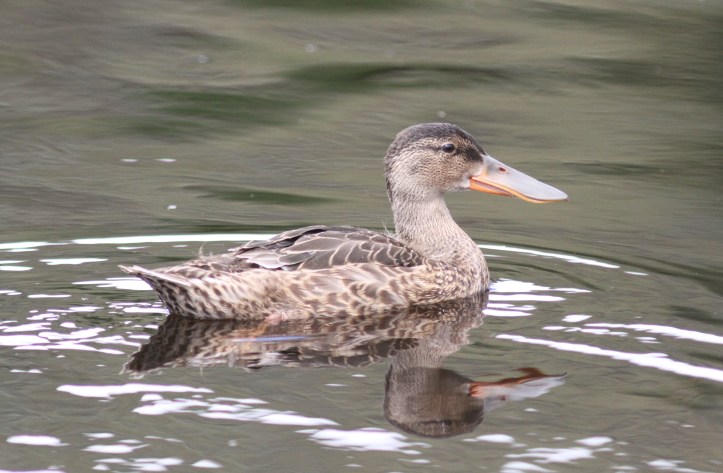 Northen Shoveler hj3ggg