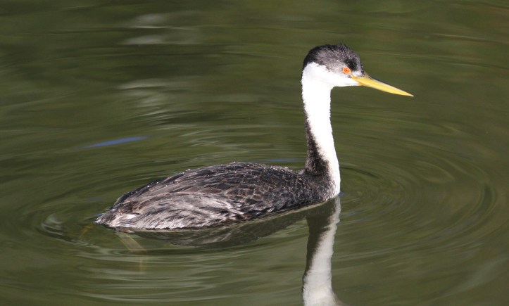 Western Grebe hkhhbf