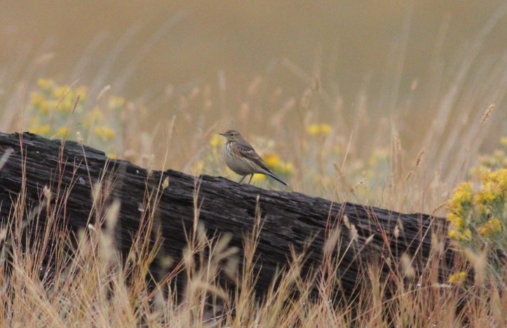 American pipit gfffc3.JPG