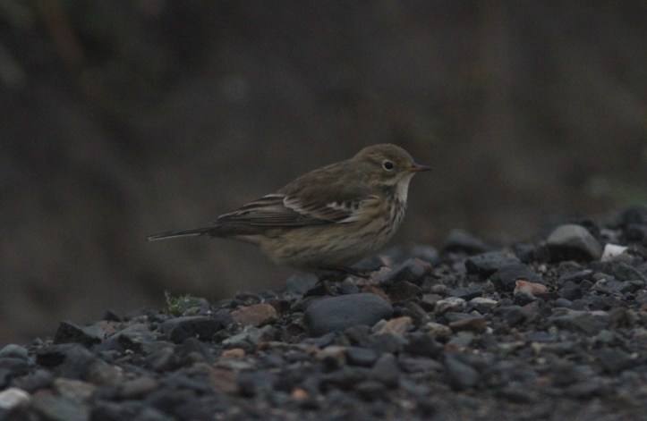 American Pipit jkhh4.JPG