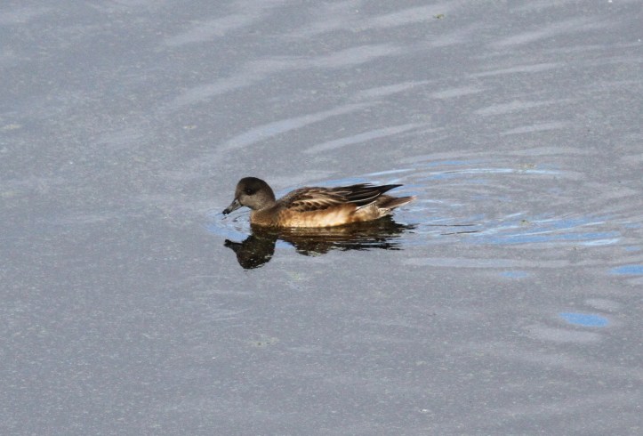 American Wigeon hhhb3