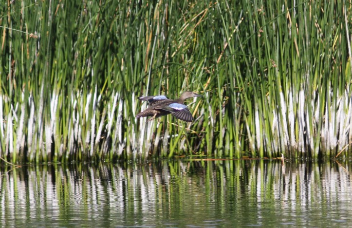 Blue-winged Teal bj3
