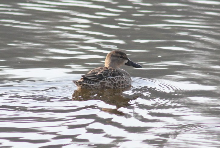 Blue-winged Teal kjkf