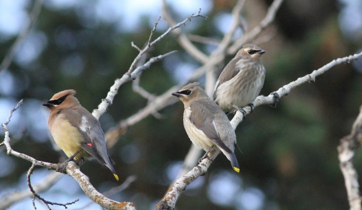 Cedar Waxwings ghhj3.JPG