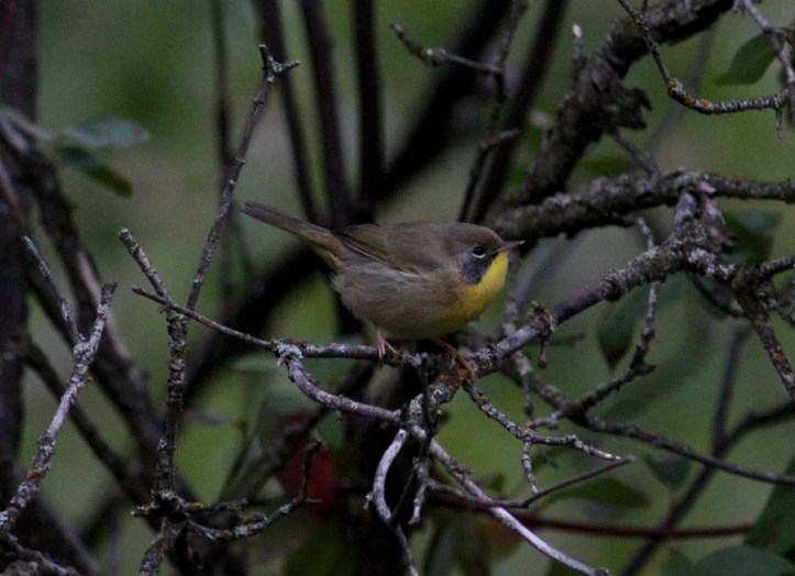 Common Yellowthroat hjjh3
