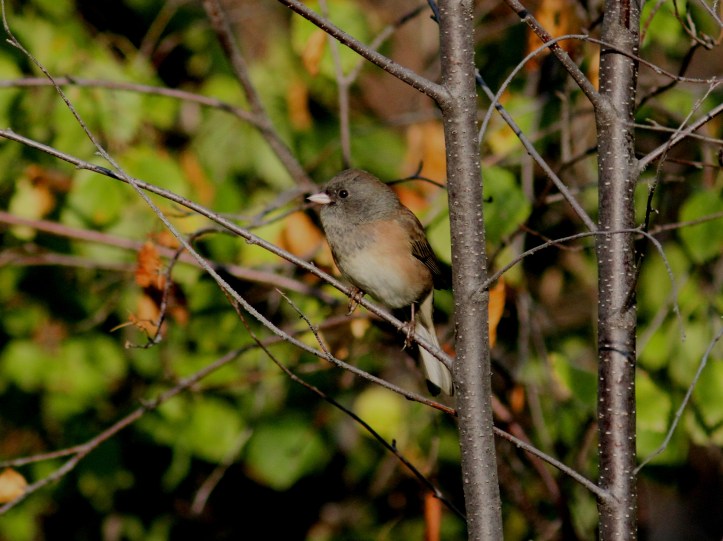 Dark-eyed Junco hkjk3.JPG