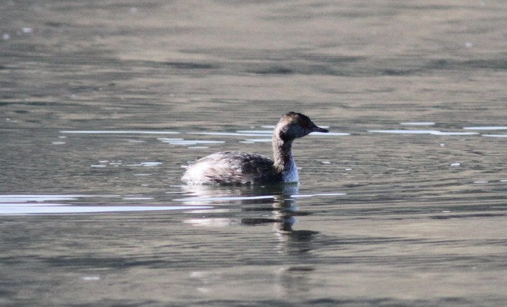 Horned Grebe gjj3
