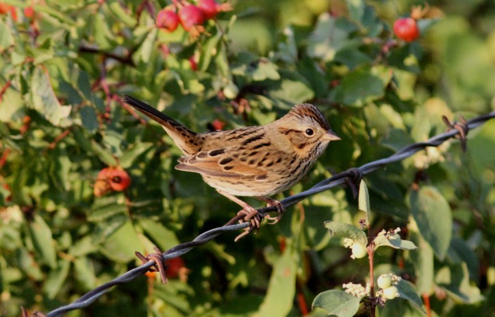 Lincoln's Sparrow ghjg3.JPG