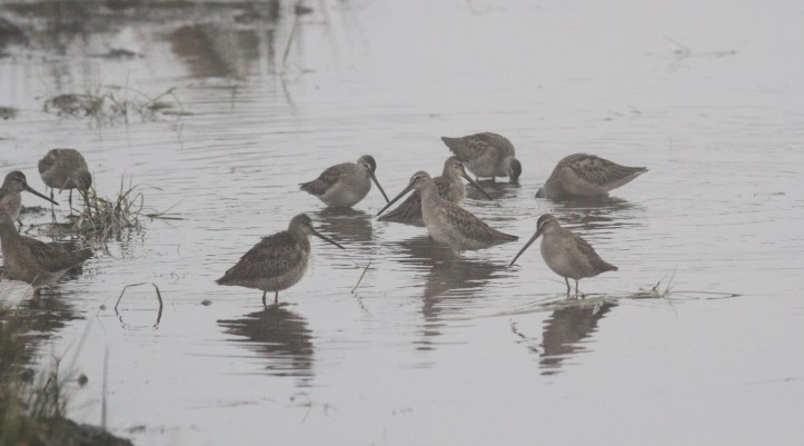 Long-billed Dowitcher hhk3