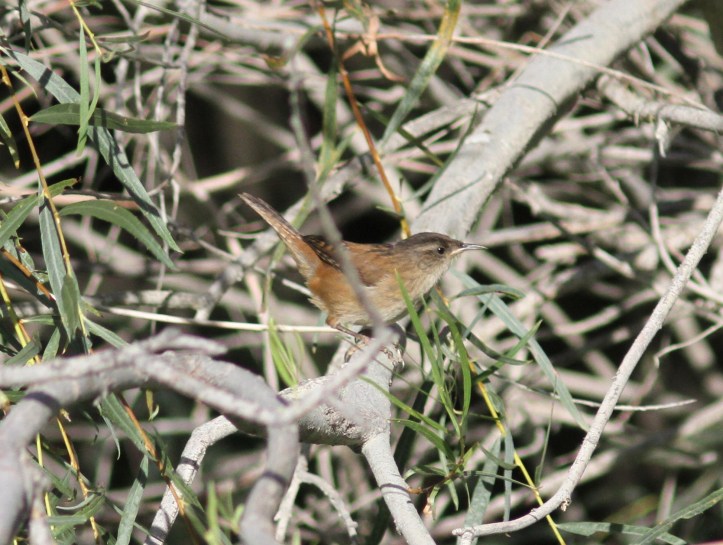 marsh Wren jbh3