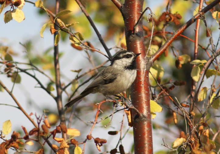 Mountain Chickadee jhj33.JPG