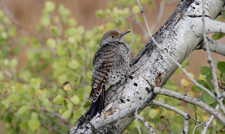 Northern Flicker hhk33.JPG