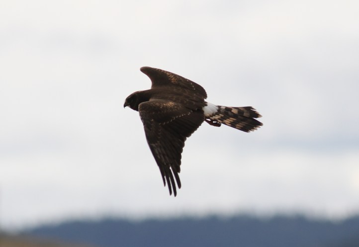 Northern Harrier ccf3