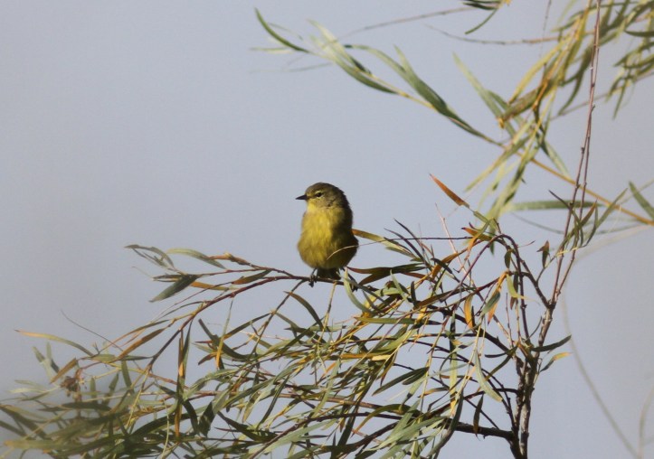 Orange-crowned Warbler hbjk3