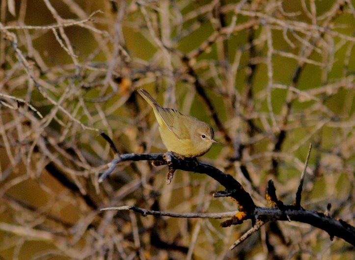 Orange-crowned Warbler kk3.JPG