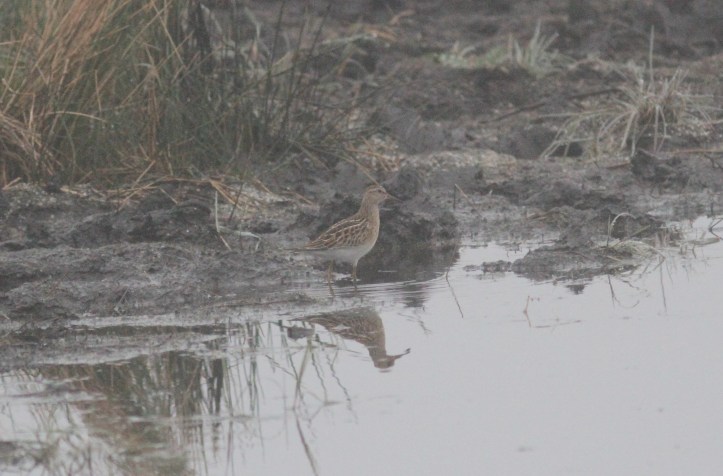 Pectoral Sandpiper vvhjh3.JPG