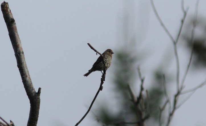 Pine Siskin hh3.JPG