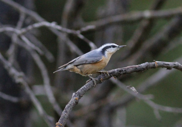 REd-breasted Nuthatch bhhjk3.JPG