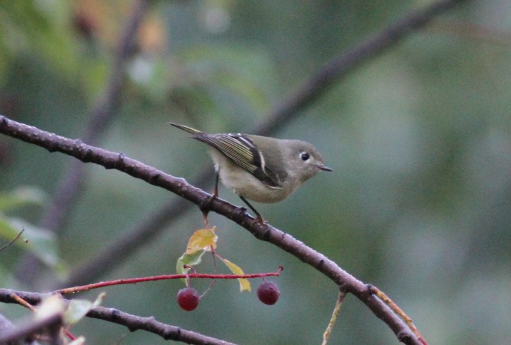 Ruby-crowned Kinglet hjj3.JPG