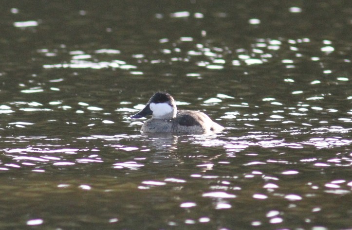 Ruddy Duck gggf3.JPG