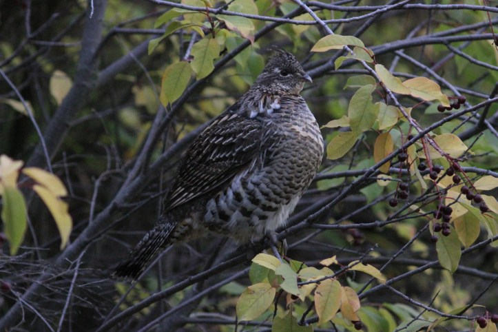 Ruffed Grouse hj3gg.JPG