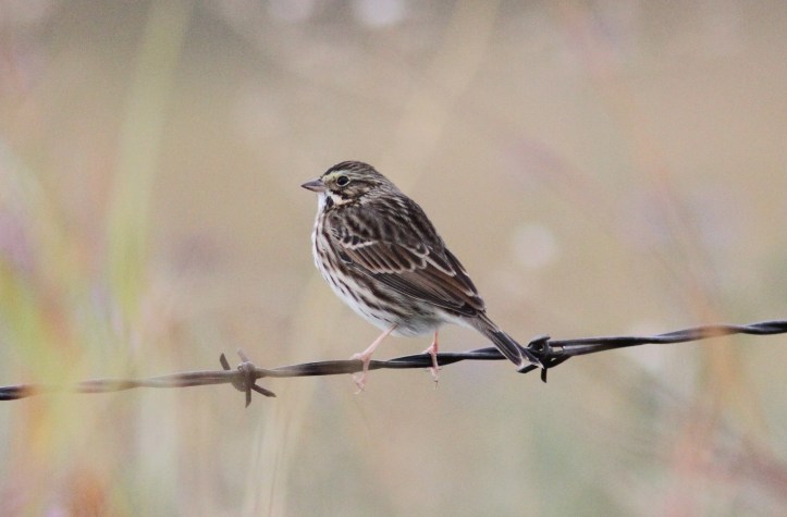 Savanah Sparrow hhj3