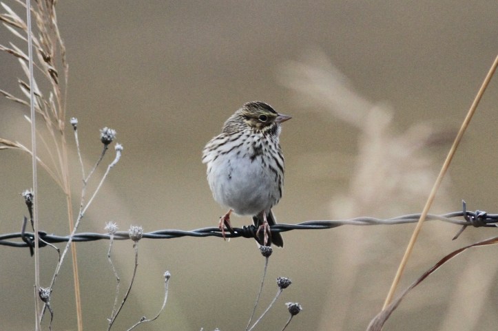 Savanah Sparrow kkk3