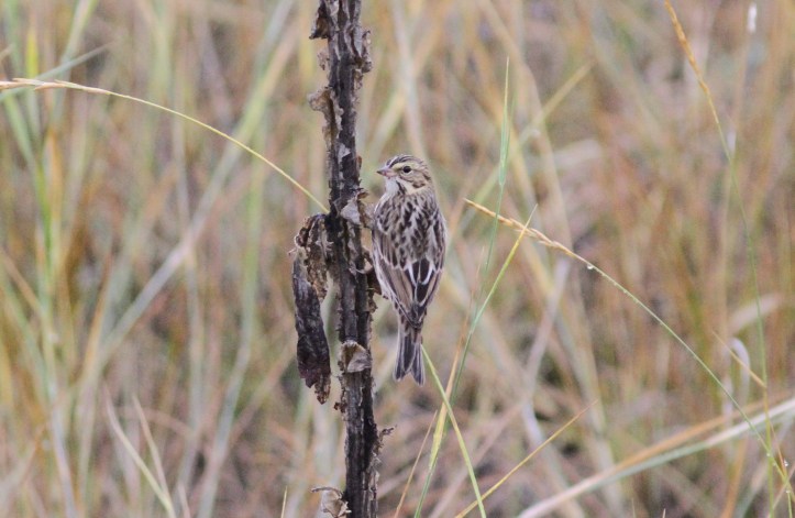 Savannah Sparrow fggfgf3.JPG