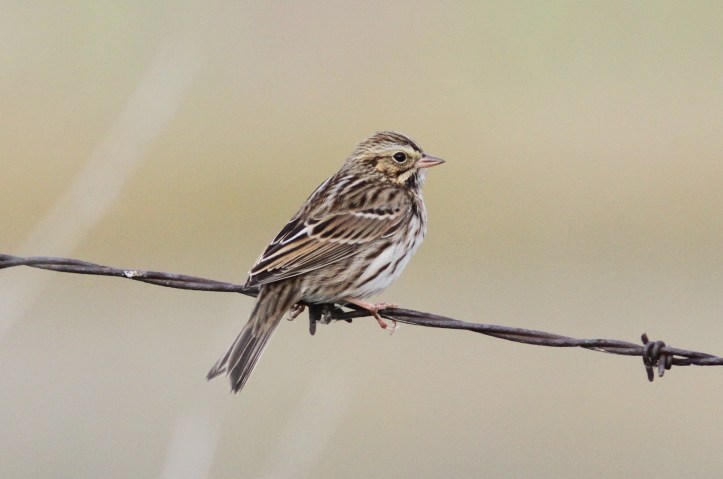 Savannah Sparrow hh4